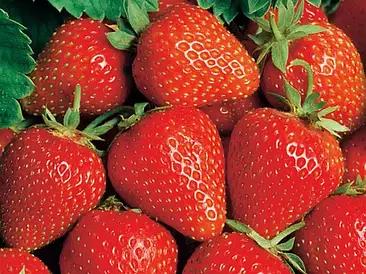 Полуниця Вікторія ремонтантна (10)шт