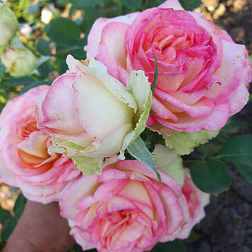 Бореаль (Boréale)