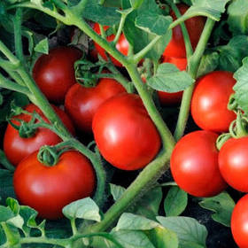 Томати детермінантні (низькорослі)