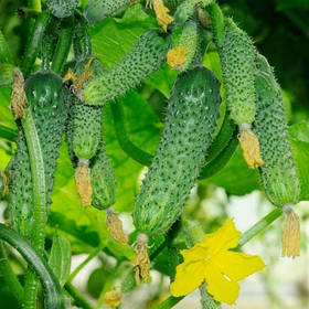 Огірки самозапильних (партенокарпічні)