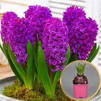 Гіацинт Purple Star 15/16