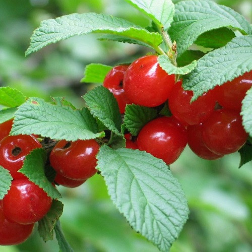 Вишня Повстяна Красуня (пізня)