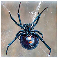 Небезпечні павуки України