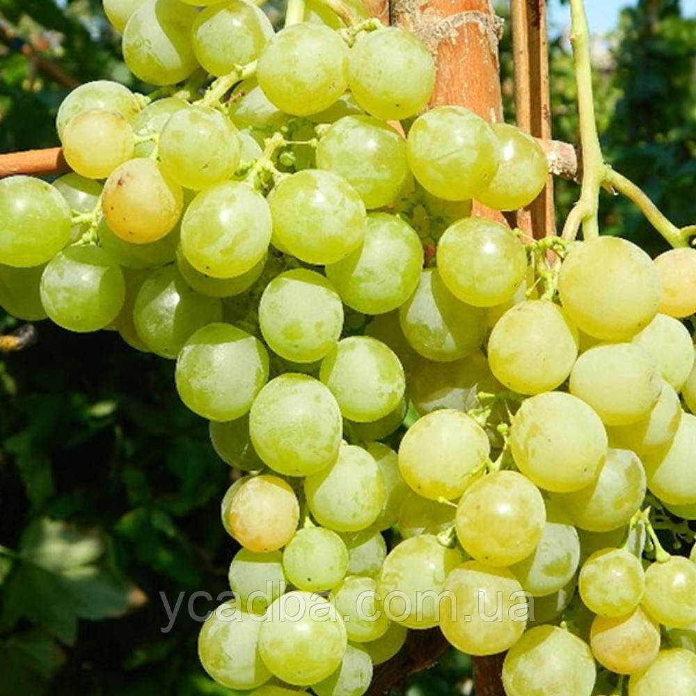 Виноград столовий Тріумф (ранній), фото 1