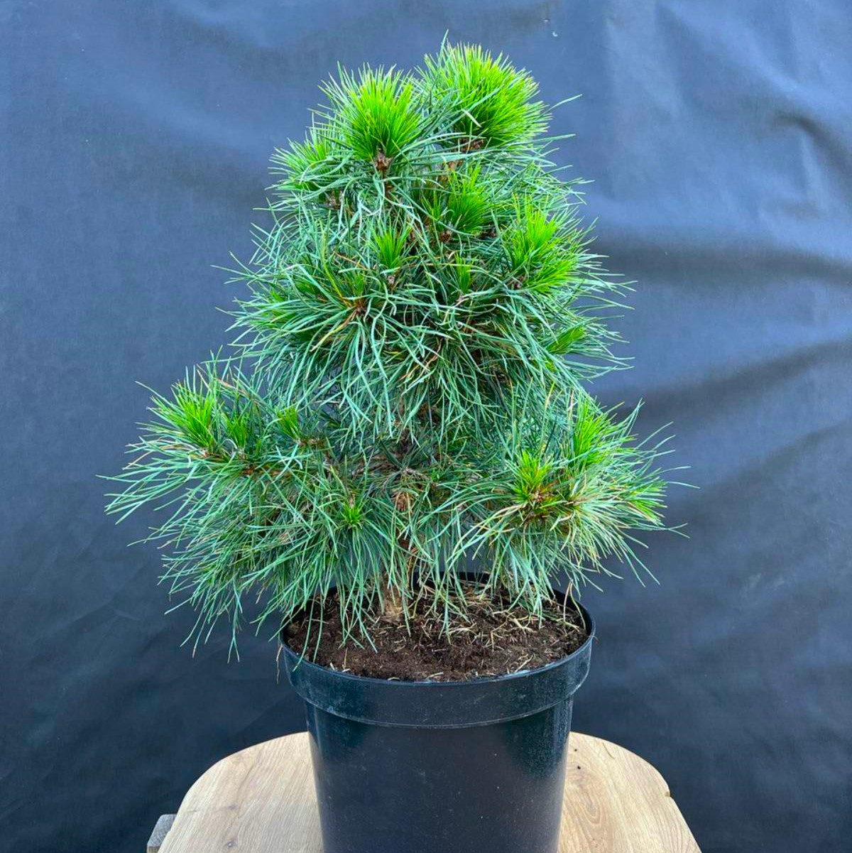 Саджанці Сосни щепленої Глобоза Вірідіс 5-річний (Pinus sylvestris'Globosa Viridis')