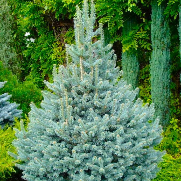 Саджанці Ялиці щепленою одноколірної Віолацеа 5-річний (Abies concolor Violacea)