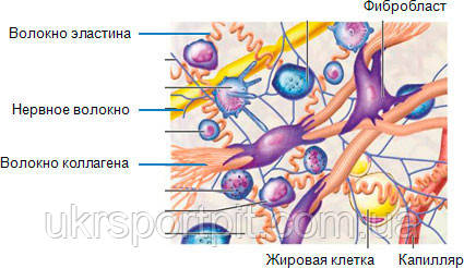 Процесс синтеза коллагена в организме