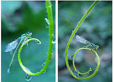 Макрооб'єктив для телефона 75 мм професійний Kase Master Macro, фото 5