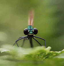 Макрооб'єктив для телефона 85 мм професійний Kase Master Macro Pro, фото 5