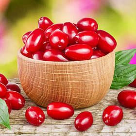 Саджанці кизилу