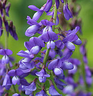 Козлятник, 500 грам