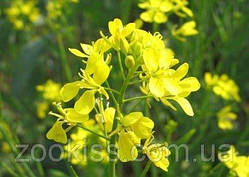 Насіння: гірчиця біла 1кг.