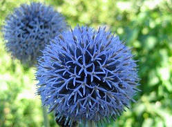 Мордовник шароголовий (насіння не очищене) 1 кг