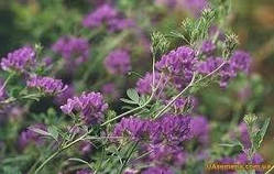 Люцерна посівна, 500 грам