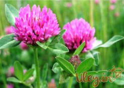 Конюшина червона, 1 кг