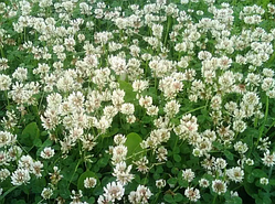 Конюшина біла повзучий насіння (Нова Зеландія)