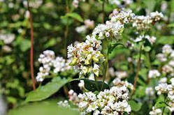 Гречка сорт Кото медонос