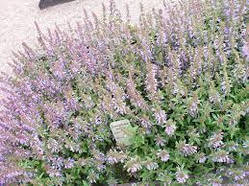 Змієголовник