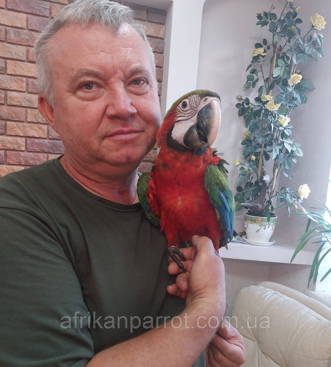 Ара Зеленокрилий