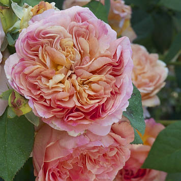 Троянда плетиста Папі Дельбар (тубус)