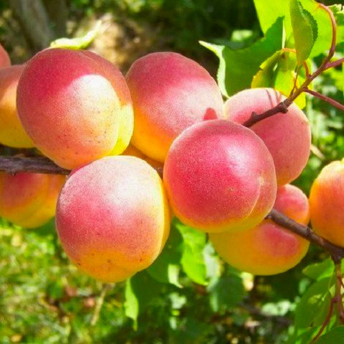 Абрикос Київський Красень (пізній)