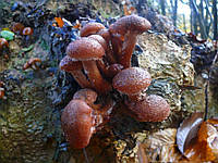 Мицелий Опёнка тёмного (Опёнка грунтового), Armillaria ostoyae