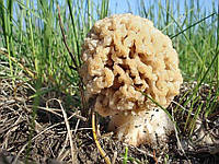 Мицелий Сморчка степного, Morchella steppicola