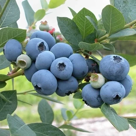 Лохина сорт Блюджей 4 річні, конт. 7.5 л