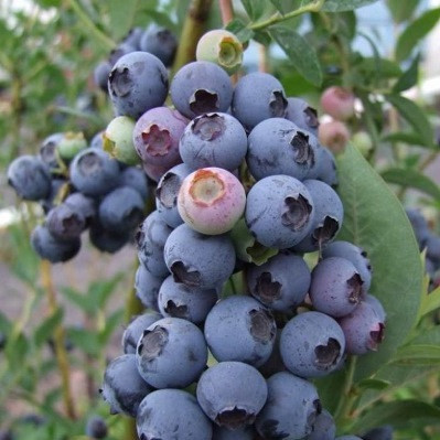 Лохина сорт Блюетта 5 річна, конт. 25 л