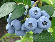 Лохина сорт Блюетта 5 річна, конт. 25 л, фото 2