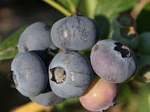Лохина сорт Блюетта 5 річна, конт. 25 л, фото 4