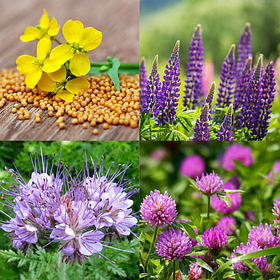 Кормові та газонні трави, сидерати, медоноси