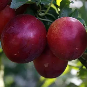 Саджанці слив Світ Тріат (слива-черешня) Гібрид