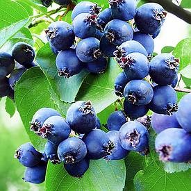 Саджанці ірги