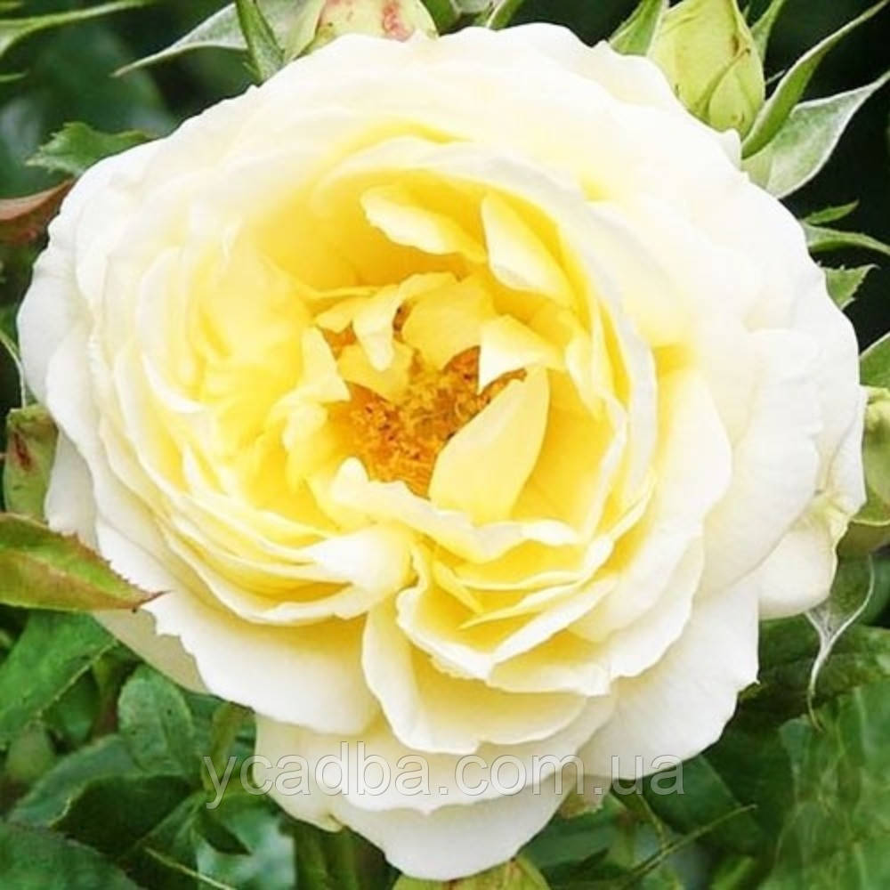 Троянда флорибунда Гуд Ол Саммертайм (тубус), фото 1