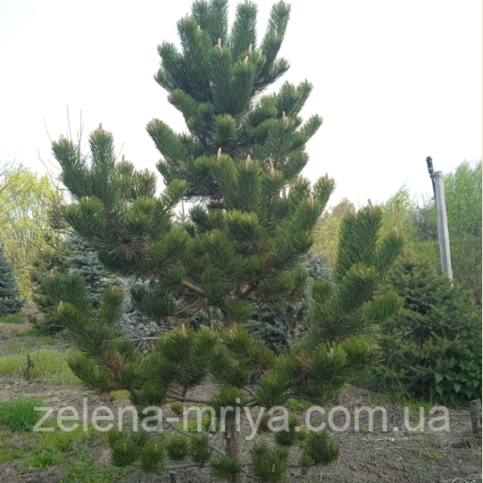 Сосна чорна Орегон Грін (Pinus nigra Oregon Green), фото 1