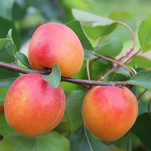 Абрикос Кармен Топ (ранній), фото 1