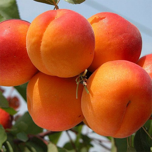 Абрикос Аврора (ранній)