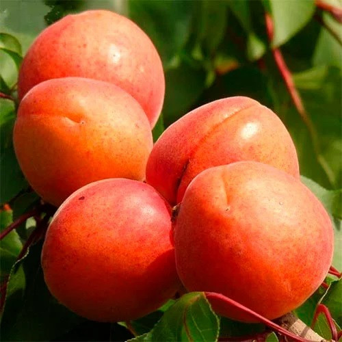 Абрикос Світ Ред (ранній)