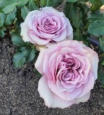 Троянда штамбова Lullaby