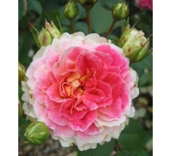 Штамбова Троянда Цезар