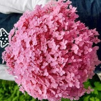 Гортензія деревовидна 'Magical Pinkerbell', 10л