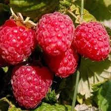 Малина Яскраво-червоні вітрила - раннього терміну дозрівання.