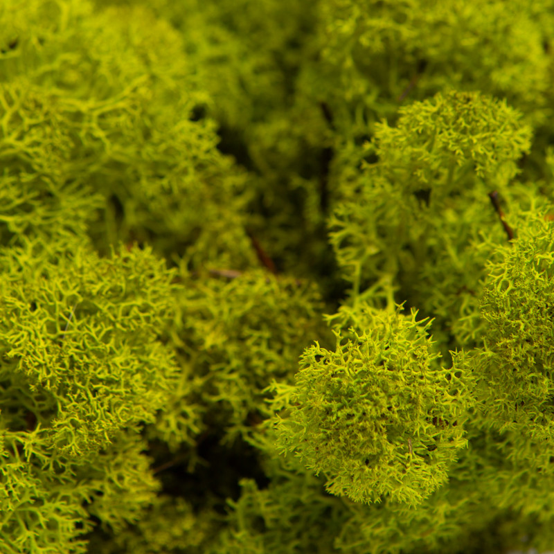 Стабілізований мох стабілізований ягель Lime 0.5 кг, фото 1