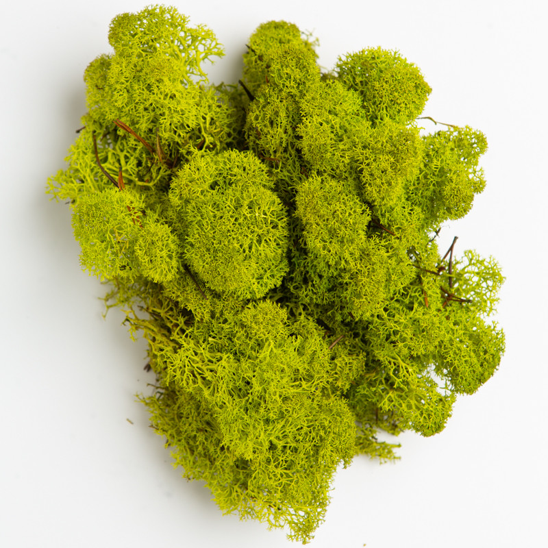 Стабілізований мох стабілізований ягель Lime 4 кг