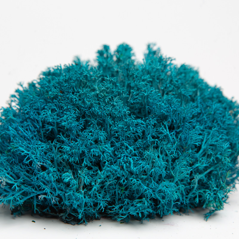 Стабілізований мох ягель український блакитний 1 кг, фото 1