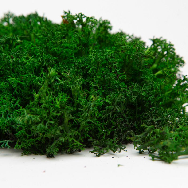 Стабілізований мох ягель український темно-зелений 0.5 кг, фото 1