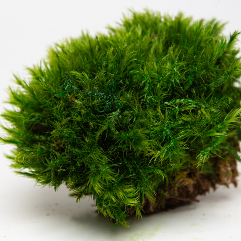 Стабілізований мох прованс королівський 0.5 кг, фото 1