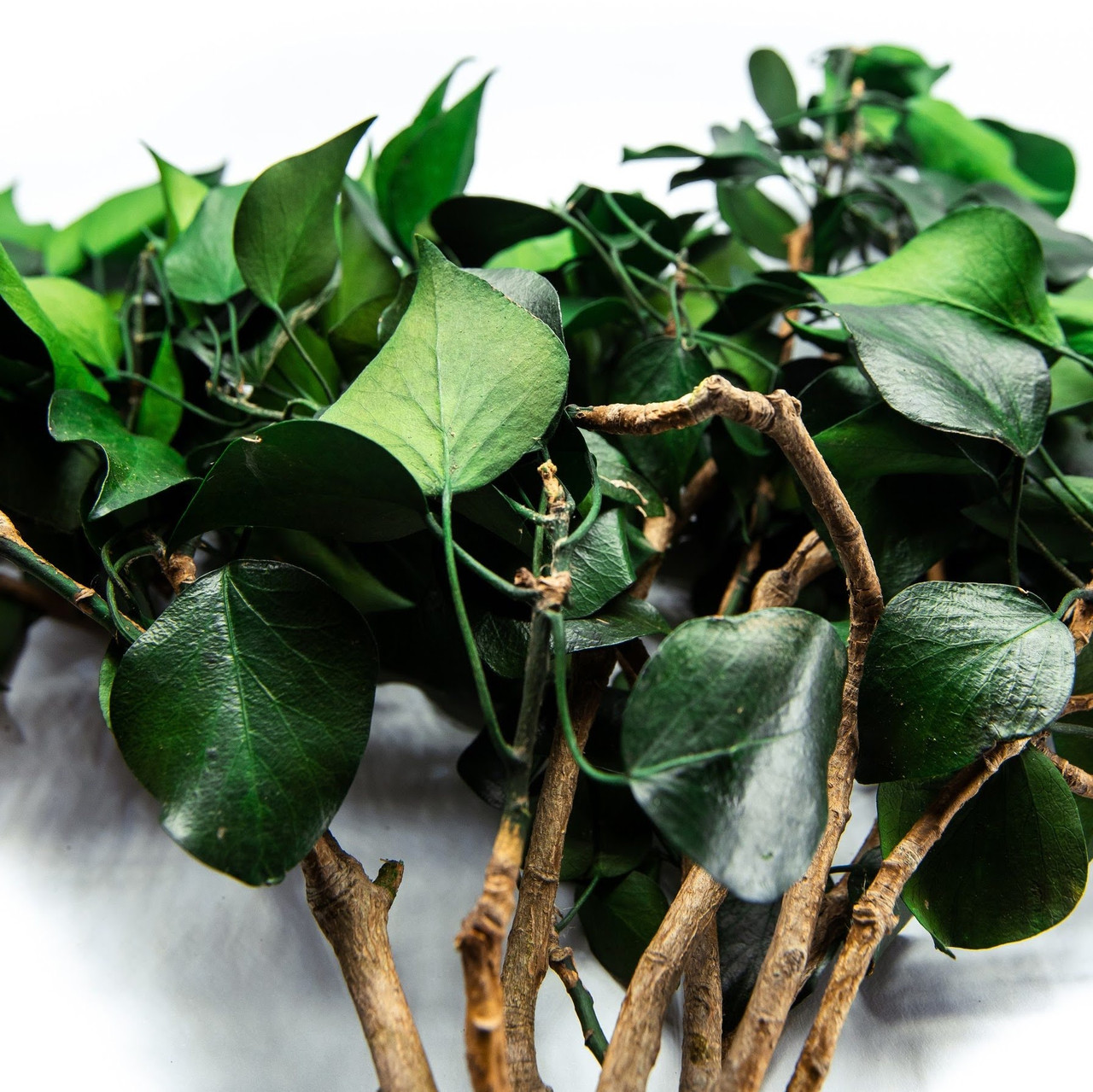 Стабілізована Хедера кущ