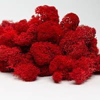 Стабілізований мох скандинавський мох ягель червоний 1 кг